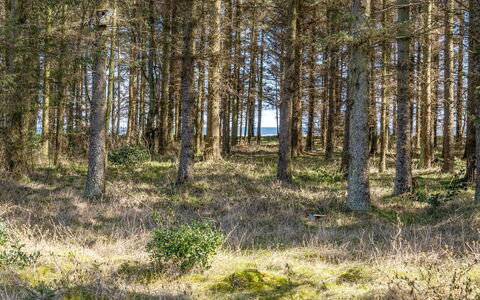 Mea - from the Sea: Blatt, Natürlichen Umgebung, Baum, Gras, Natürliche Landschaft, Wald, Hain, Wildnis, Ökoregion