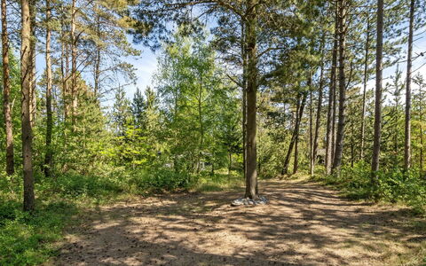Ascen - 300M from the Sea: Blatt, Baum, Grün, Natürlichen Umgebung, Holz, Ast, Vegetation, Natürliche Landschaft, Wald, Sommer