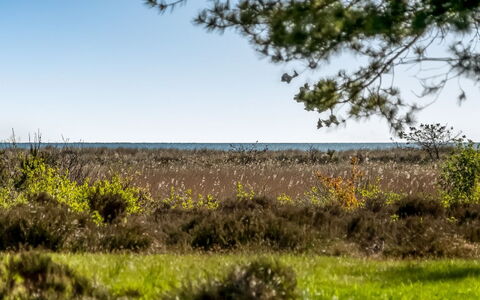 Annestine - 200M from the Sea: Pflanzengemeinschaft, Sonnenlicht, Krautige Pflanze, Garten, Plantage, Landwirtschaft, Bauernhof