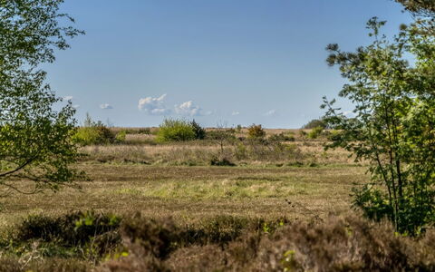 Annestine - 200M from the Sea: Pflanzengemeinschaft, Sonnenlicht, Krautige Pflanze, Garten, Plantage, Landwirtschaft, Bauernhof