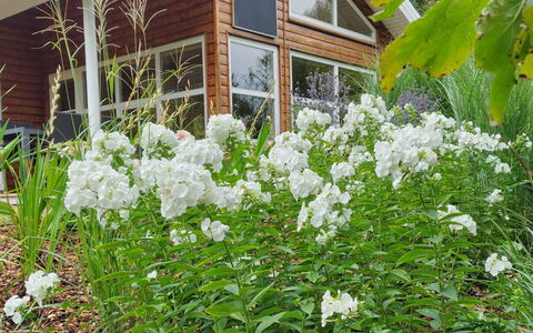 Krister - 250M to the Fjord: Blume, Strauch, Garten, Ground, Blühende Pflanze, Frühling, Landscaping, Krautige Pflanze, Hinterhof