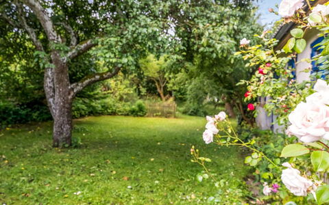 Agrippa - 30M to the Fjord: Grün, Natur, Blatt, Garten, Strauch, Frühling, Blütenblatt, Ground, Rasen, Sonnenlicht
