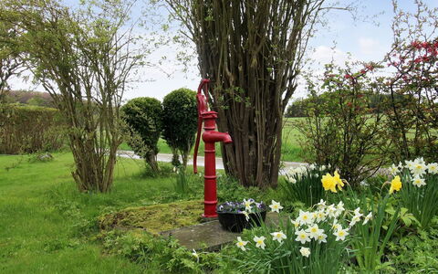 Harre - 300M from the Sea: Blume, Strauch, Garten, Frühling, Rasen, Landscaping, Krautige Pflanze, Garten
