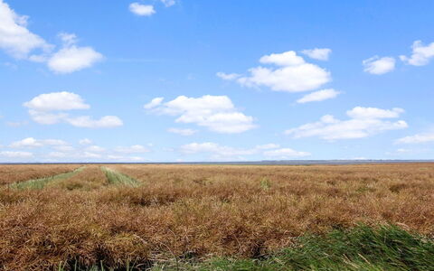 Skarpe: Gras, Wiese, Landschaft, Ökoregion, Einfach, Pflanzengemeinschaft, Grundstueck, Gartenmöbel, Prärie, Shrubland