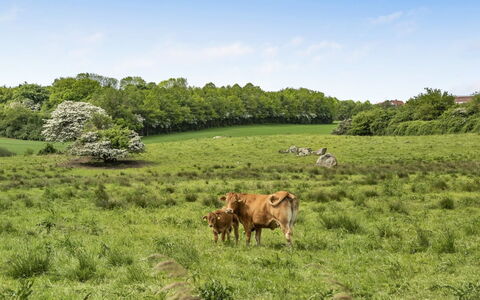 Sigbritt - 100M from the Sea: Gras, Natürlichen Umgebung, Wiese, Weide, Ökoregion, Sommer, Grazing, Landschaft, Ländliches Gebiet