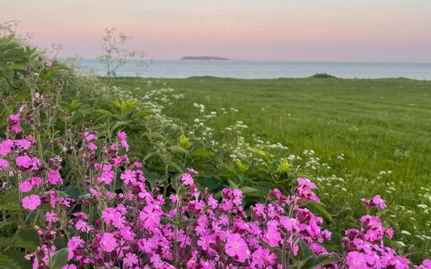 Lilla - 120M from the Sea: Blume, Horizont, Küsten Und Ozeanische Forms, Rosa, Küste, Meer, Blühende Pflanze, Wiese, Ozean