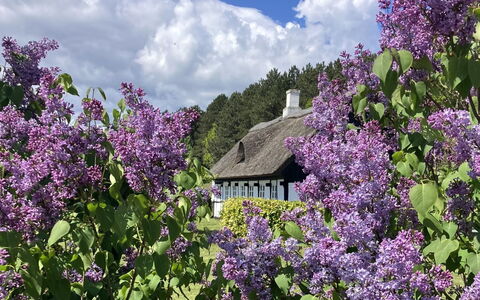 Eva - 1.5Km to the Fjord: Blume, Strauch, Hütte, Ground, Frühling, Garten, Blühende Pflanze, Lila, Wild, Bauernhaus