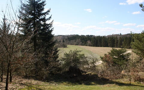 Piia - 800M from the Sea: Blatt, Baum, Natürlichen Umgebung, Vegetation, Natürliche Landschaft, Strauch, Wildnis, Wiese, Pflanzengemeinschaft