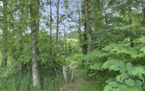 Gerasim - 400M from the Sea: Blatt, Natürlichen Umgebung, Vegetation, Wald, Pflanzengemeinschaft, Dschungel, Naturschutzgebiet, Northern Laubwald, Wald, Kofferraum