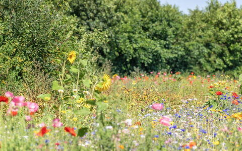 Richard - 4Km from the Sea: Gras, Wiese, Landschaft, Ökoregion, Einfach, Pflanzengemeinschaft, Grundstueck, Gartenmöbel, Prärie, Shrubland