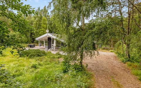Ran - 600M from the Sea: Baum, Ast, Vegetation, Strauch, Frühling, Wald, Kofferraum, Garten, Weg, Gartenbauten