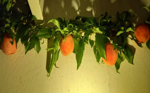 Hartvig - 800M from the Sea: Obst, Produzieren, Orange, Natural Foods, Essen