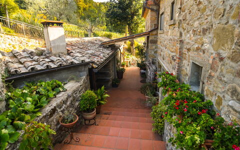 Casale Montanare: Pflanze, Gebäude, Blatt, Blumentopf, Baum, Fenster, Vegetation, Gelb, Strassenbelag, Wand