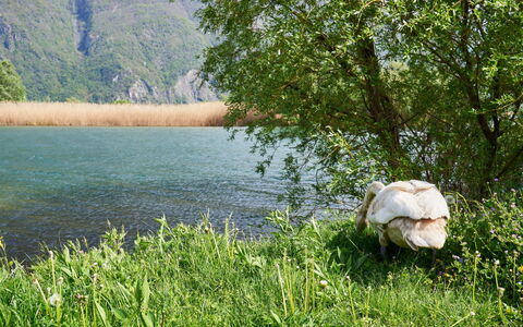 Casa Dascio: Wasser, Pflanze, Gebäude, Himmel, Daytime, Eigentum, Blau, Azurblau, Schwimmbad, Wolkenkratzer