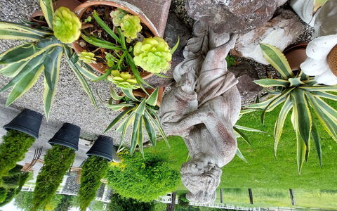 Velden am Wörthersee 37: Pflanze, Blatt, Ast, Terrestrische Plant, Arecales, Vegetation, Baum, Zweig, Kofferraum, Gehölz
