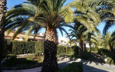 Le Jardin de Matisse: Baum, Dattelpalme, Palme, Arecales, Elaeis, Babassupalme, Pflanze, Eigentum, Gehölz, Terrestrische Plant