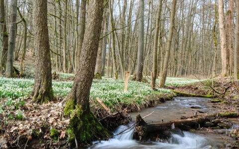 Lesní Plovárna B3: Wasser, Pflanze, Baum, Ast, Natürliche Landschaft, Holz, Laub, Kofferraum, Gehölz