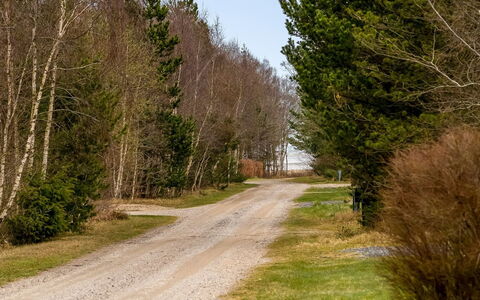 Florida - from the Sea: Strasse, Blatt, Baum, Gras, Natürliche Landschaft, Strassenbelag, Vegetation, Durchgangsstrasse, Weg, Strauch