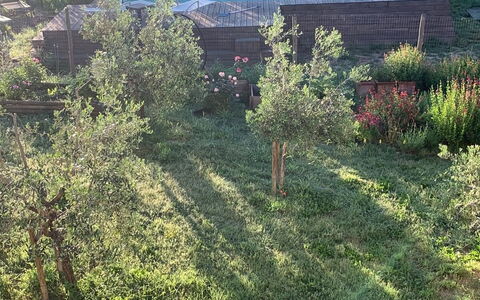 Lina - Podere Ribatti - Casole D'elsa, Toscana: Pflanze, Pflanzengemeinschaft, Natürliche Landschaft, Baum, Grundstueck, Fenster, Gras, Fahrzeug, Wiese, Ground