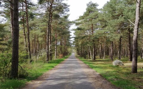 Helmi - 1Km from the Sea: Baum, Natürlichen Umgebung, Blatt, Holz, Strasse, Wald, Weg, Wildnis, Durchgangsstrasse, Wald