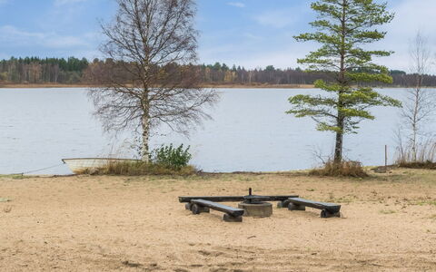 Siika: Landschaft, Grundstueck, Plantage, Pine Familie, Immergrün