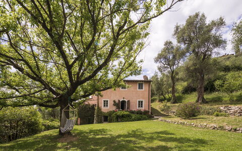 La Casa Dei Limoni, Camaiore, Pet Friendly, Wifi: Baum, Gras, Blatt, Ast, Vegetation, Strauch, Haus, Ländliches Gebiet, Grundstueck
