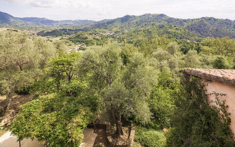 La Casa Dei Limoni, Camaiore, Pet Friendly, Wifi: Baum, Blatt, Natur, Natürlichen Umgebung, Vegetation, Ast, Hügel, Ländliches Gebiet, Pflanzengemeinschaft, Frühling