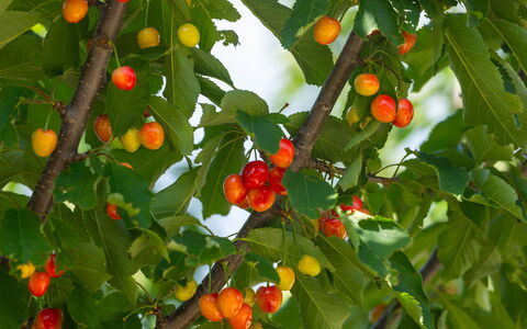 Villa Škavre: Pflanze, Blume, Obst, Baum, Blatt, Natural Foods, Ast