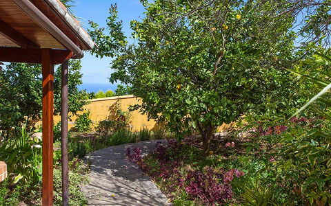 La Orotava 150: Baum, Eigentum, Vegetation, Grundeigentum, Pflanze, Haus, Botanik, Garten, Frühling, Blatt