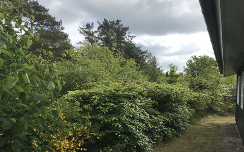 Niyazi - 770M from the Sea: Blatt, Vegetation, Strauch, Plantage, Immergrün