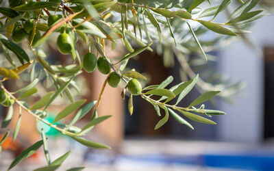 Old Olive Iii