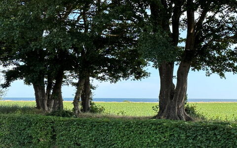 Francis - 300M from the Sea: Holz, Dach, Die Architektur, Zuhause, Haus, Hütte, Abstellgleis, Hartholz, Steigung, Estate