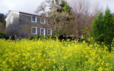 El Olivo: Blume, Himmel, Pflanze, Fenster, Gebäude, Baum, Natürliche Landschaft, Haus, Grundstueck