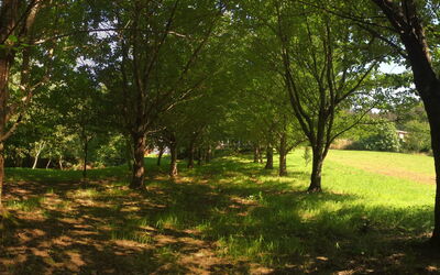 El Olivo