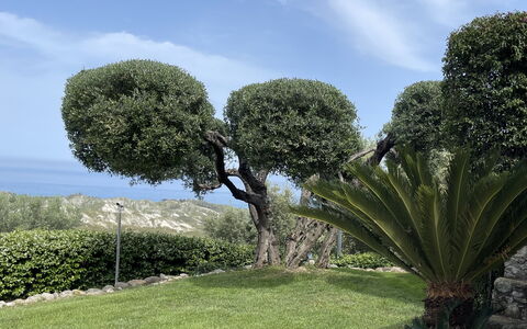 Villa Acquaro, Santa Caterina Dello Ionio, Pool, A: Blatt, Vegetation, Strauch, Gehölz, Garten, Hecke, Landscaping, Botanischer Garten, Immergrün
