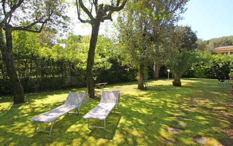 Villa Le Macchie: Pflanze, Himmel, Baum, Schatten, Natürliche Landschaft, Grundstueck, Sonnenlicht, Landschaft, Freizeit, Gras