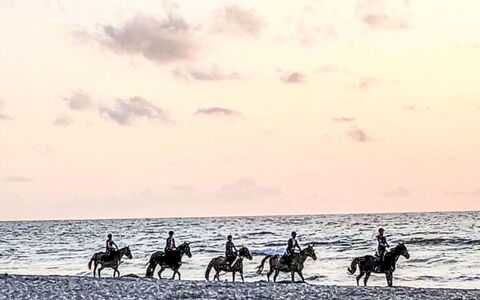 Zacisze Bałtyku: Pferd, Erholung, Meer, Ozean, Lasttier, Strand, Vieh