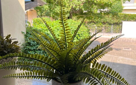 Bell'aria Apartment: Pflanze, Blumentopf, Schatten, Gebäude, Terrestrische Plant, Vegetation, Arecales, Zimmerpflanze, Haus, Gras