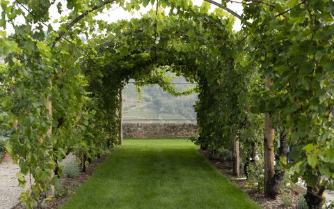 B&b Vigne Di Fagnano Without Kitchen: Pflanze, Gras, Baum, Hecke, Gehölz, Strauch, Landschaft, Bogen, Plantage, Garten