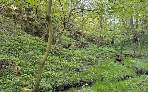 Makrina - 150M from the Sea: Grün, Natürlichen Umgebung, Holz, Vegetation, Wald, Pflanzengemeinschaft, Wildnis, Ground, Dschungel