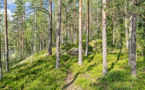 Karhupirtti: Blatt, Grün, Natürlichen Umgebung, Holz, Vegetation, Wald, Natürliche Landschaft, Wildnis, Pflanzengemeinschaft, Ökoregion