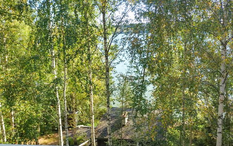 Villa Iloinen: Blatt, Ast, Kofferraum, Gehölz, Zweig, Sonnenlicht, Birke, Hain, Wald