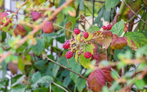 Kalli - 100M from the Sea: Obst, Grün, Produzieren, Essen, Zutat