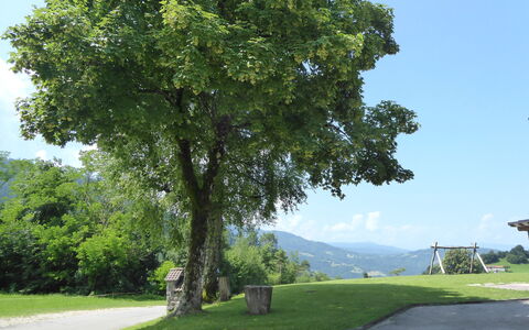 Baita Tersilia Mountain And Lake, Veneto: Baum, Blatt, Gehölz, Immergrün