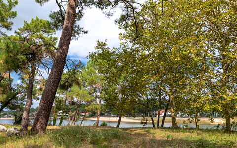 Mimizan 406: Pflanze, Himmel, Wolke, Baum, Natürliche Landschaft, Kofferraum, Zweig, Gras, Tönungen Und Schatten, Schatten