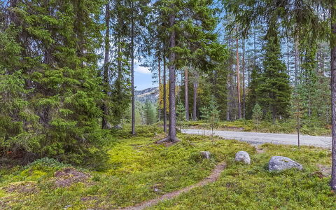 Kuusi-Ruka 6: Grün, Baum, Blatt, Natürlichen Umgebung, Vegetation, Natürliche Landschaft, Wildnis, Wald