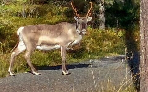 Karhunkelo: Hirsch, Rentier, Horn, Tierwelt, Geweih, Elch, Wiese