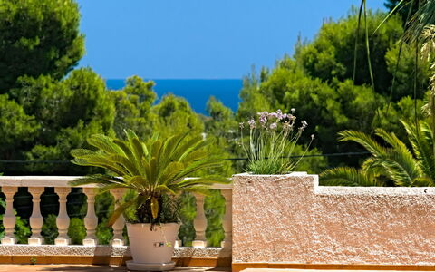 Gavrena: Pflanze, Himmel, Eigentum, Blumentopf, Azurblau, Blau, Zimmerpflanze, Die Architektur, Arecales, Freizeit