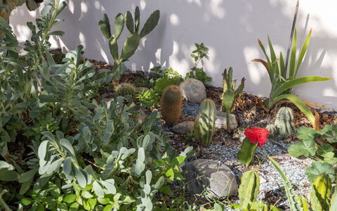 Egner- Apt.panorama: Pflanzengemeinschaft, Garten, Blühende Pflanze, Landscaping, Botanischer Garten, Kaktus, Sukkulente