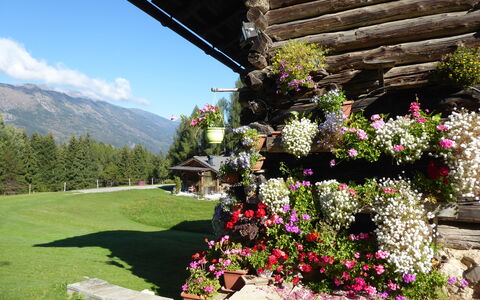 Baita Mountain View Pale San Martino: Blume, Blütenblatt, Strauch, Garten, Frühling, Gebirge, Floristik, Blühende Pflanze, Bergstation, Alpen